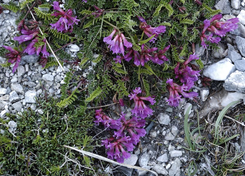 Astragalus-monspessulanus_0.jpg