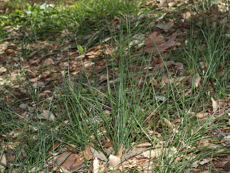 Romulea ramiflora 1.JPG