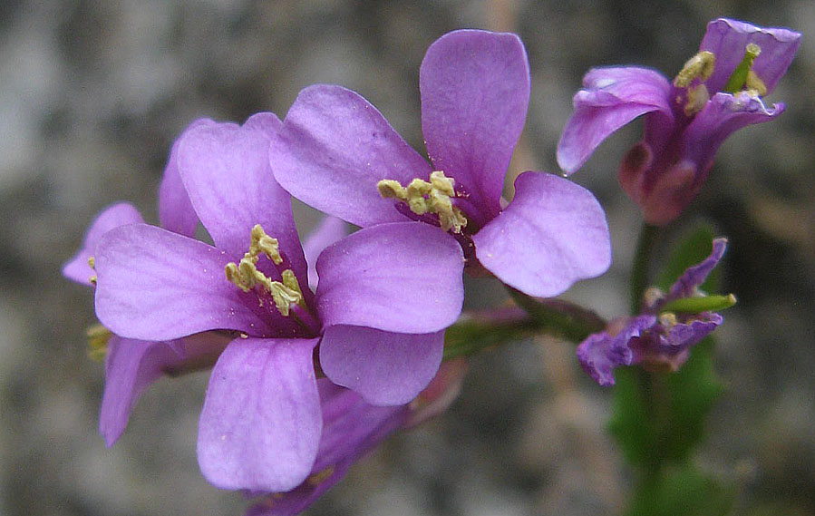 <i>Arabis collina</i> Ten. subsp. <i>rosea</i> (DC.) Minuto