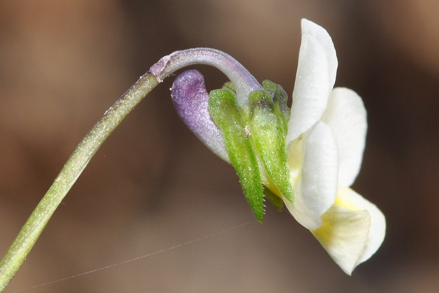 Viola hymettia (119171)