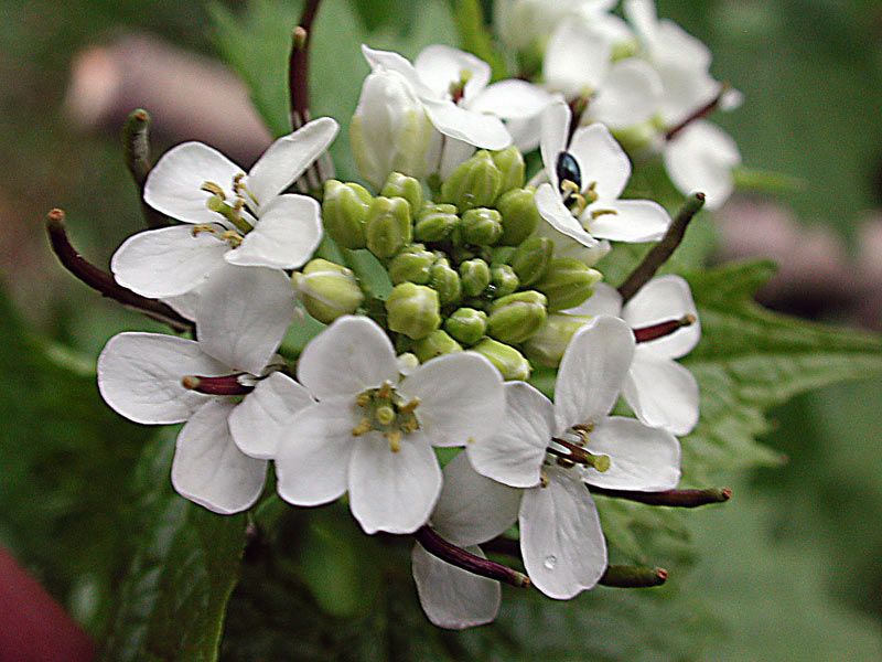 Alliaria-petiolata6100.jpg