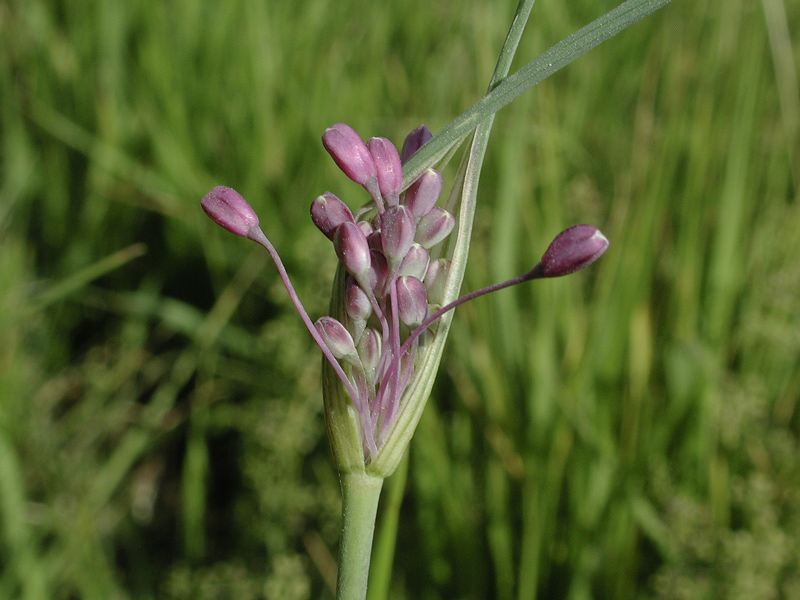 Allium coloratum Spreng_8053 (8).jpg