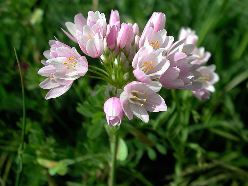 Allium roseum_159.jpg