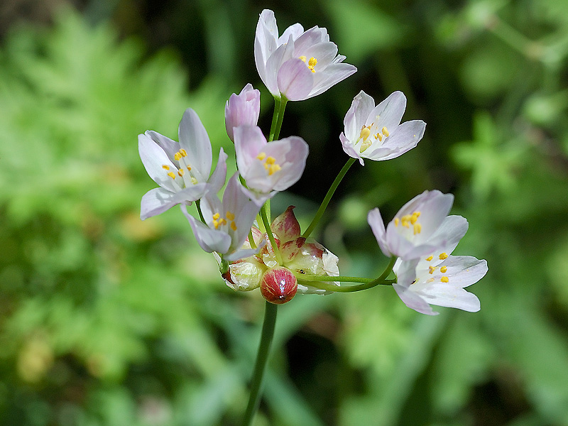Allium-roseum_0650.jpg