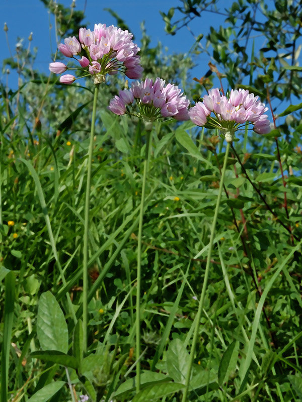 Allium-roseum092009_4401-(1).jpg