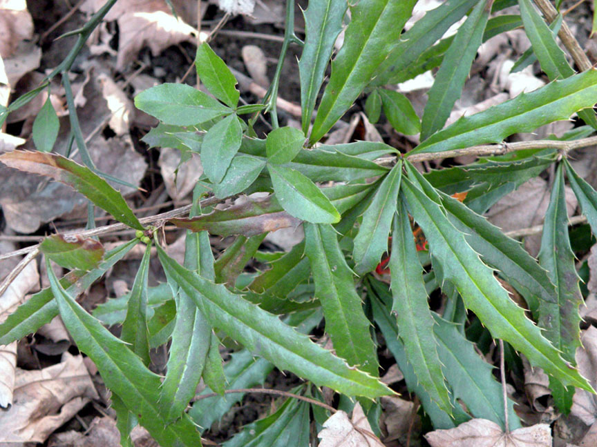 Poncirus_trifoliata_Berberis_julianae- piante.jpg