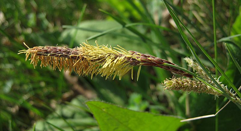 Carex flacca {F 1384}