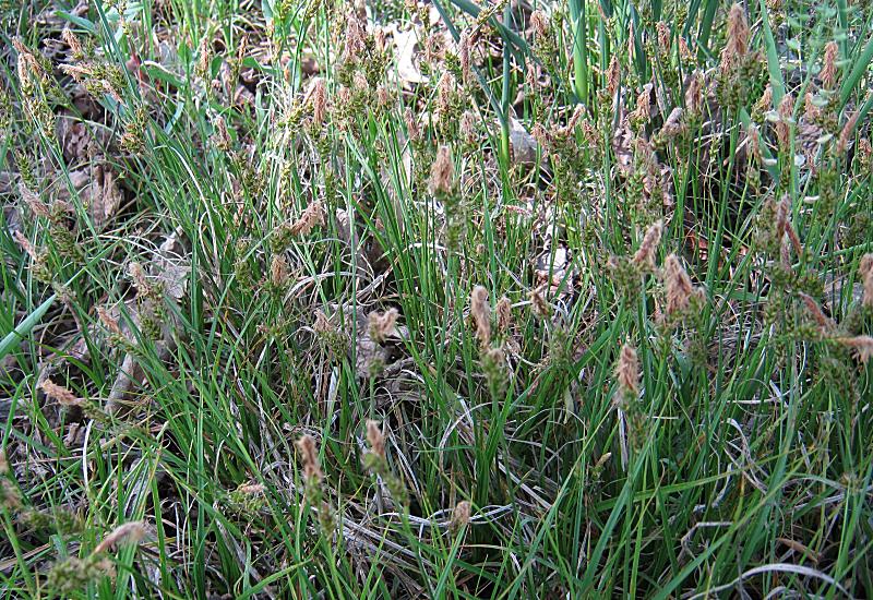 Carex liparocarpos {F 3409}