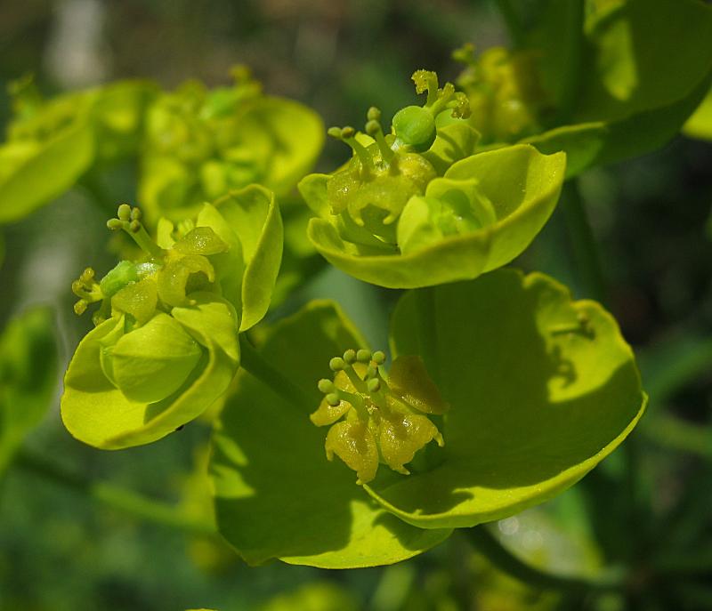 Euphorbia esula {F 1594}