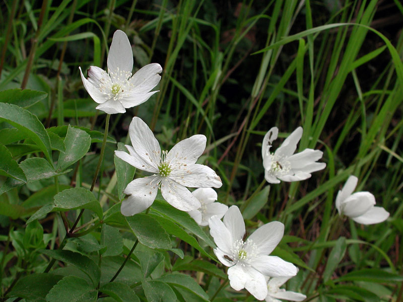 Anemone-trifolia8942.jpg