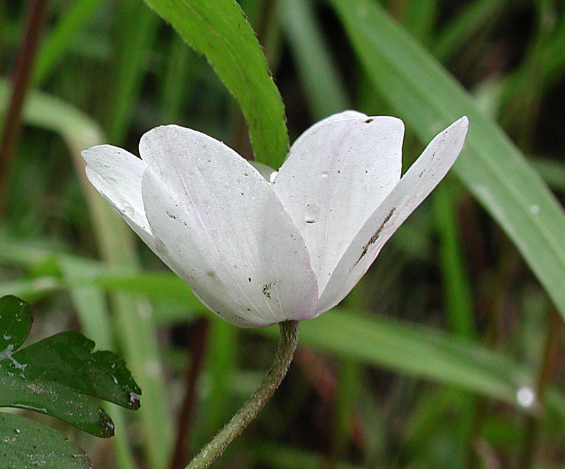 Anemone trifolia8940.jpg
