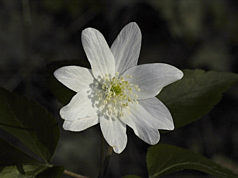 Anemone-trifolia4023-(2).jpg