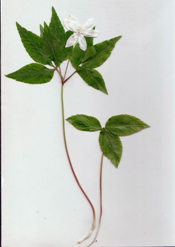 Anemonoides trifolia ssp brevidentata_54 (2).jpg