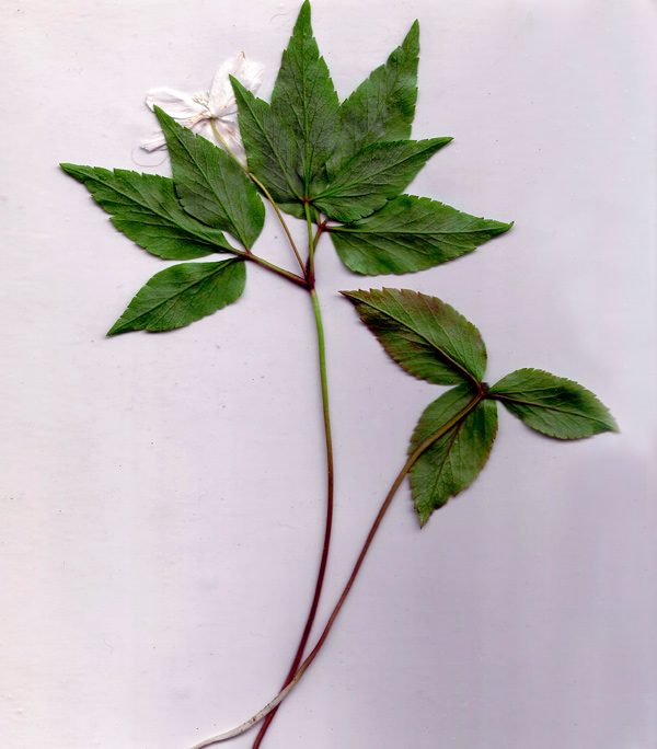 Anemonoides trifolia ssp brevidentata_54 (3).jpg