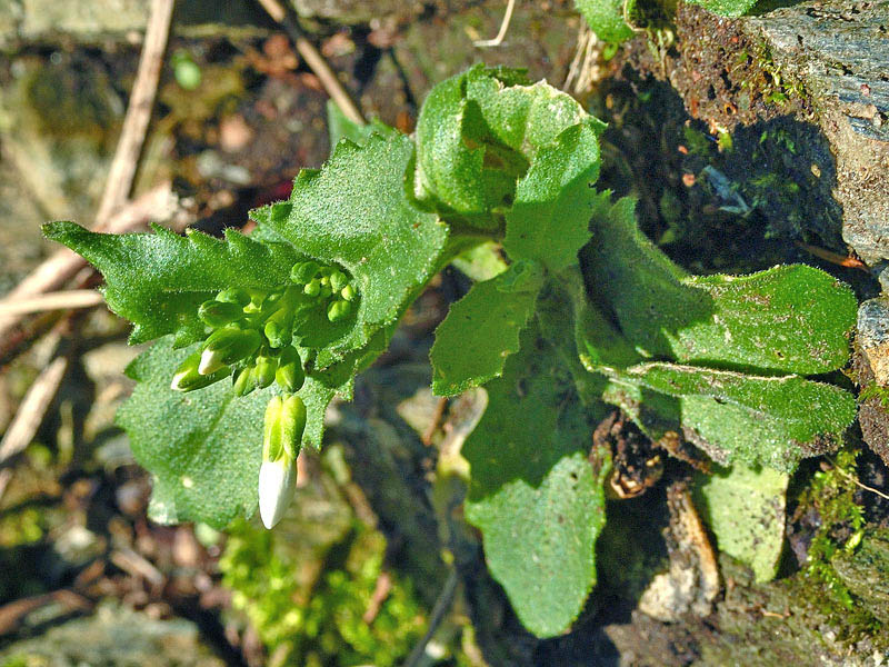 Arabis alpina ssp. caucasica_128.jpg