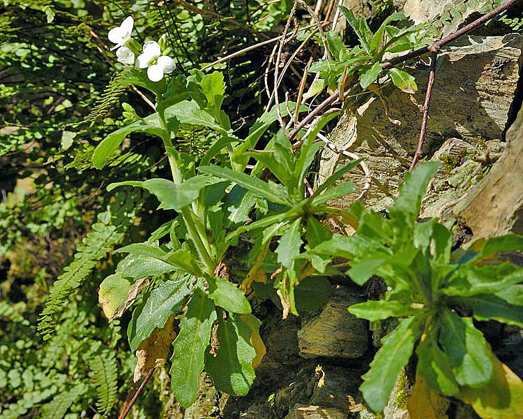 Arabis alpina ssp. caucasica_129.jpg