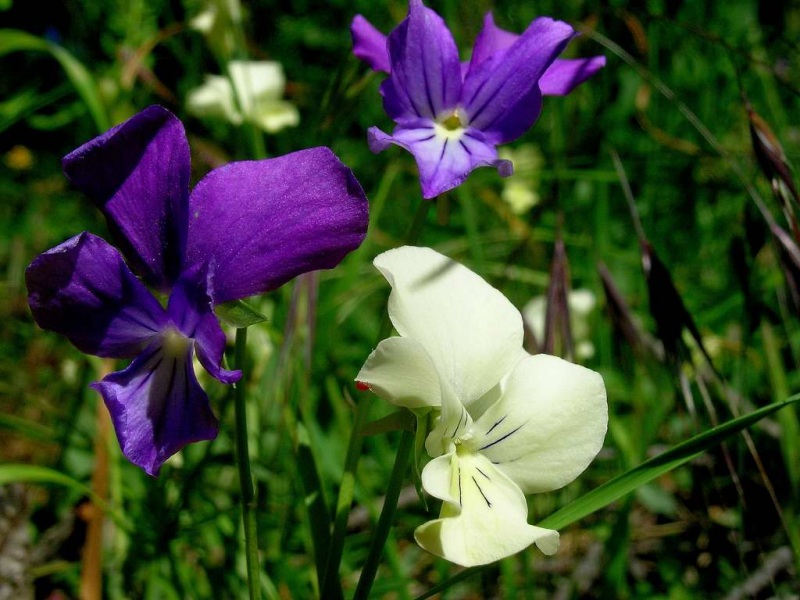 Viola etrusca