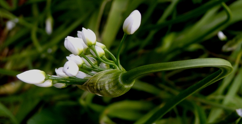 Allium neapolitanum (3).jpg
