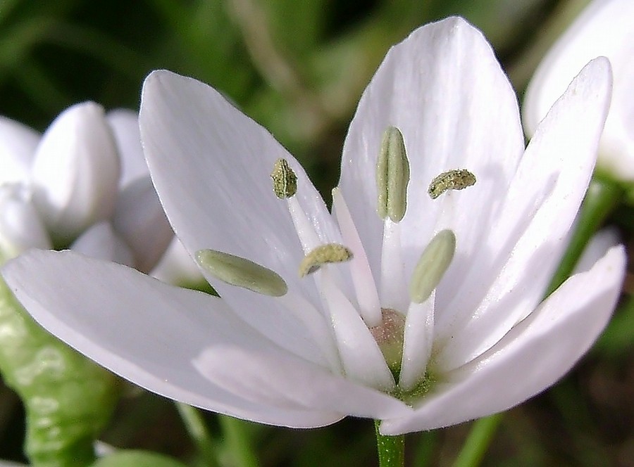 Allium neapolitanum Cirillo  (15).JPG