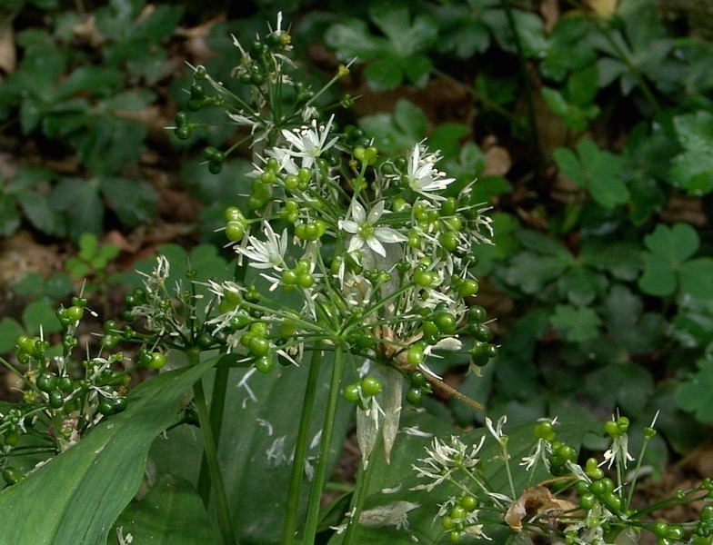 Allium ursinum L..jpg