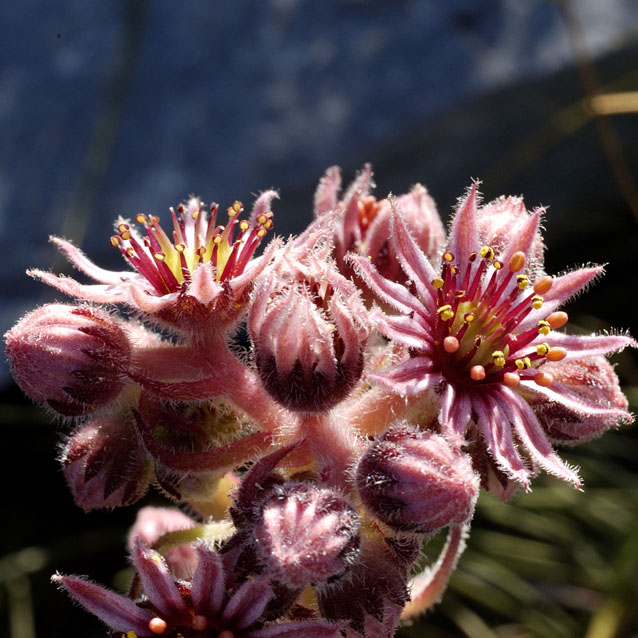 Sempervivum tectorum fiori 2.jpg