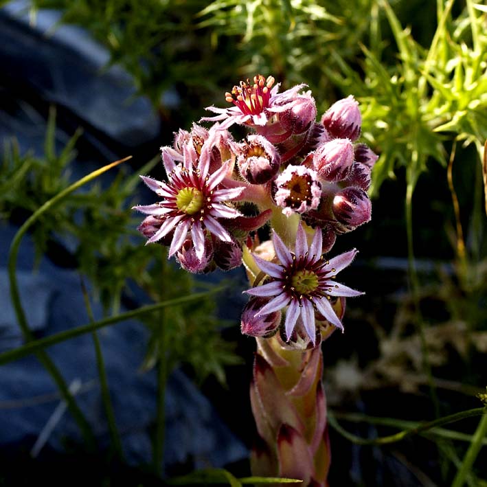 Sempervivum tectorum fiori 3.jpg