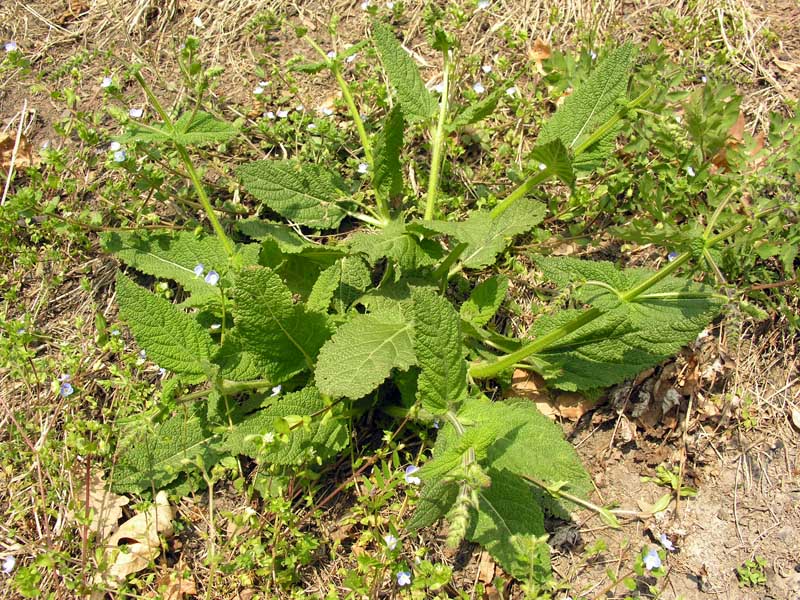 Salvia pratensis L. subsp. pratensis