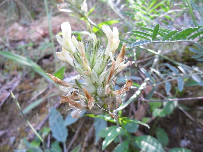 Astragalus pastellianus (130402)