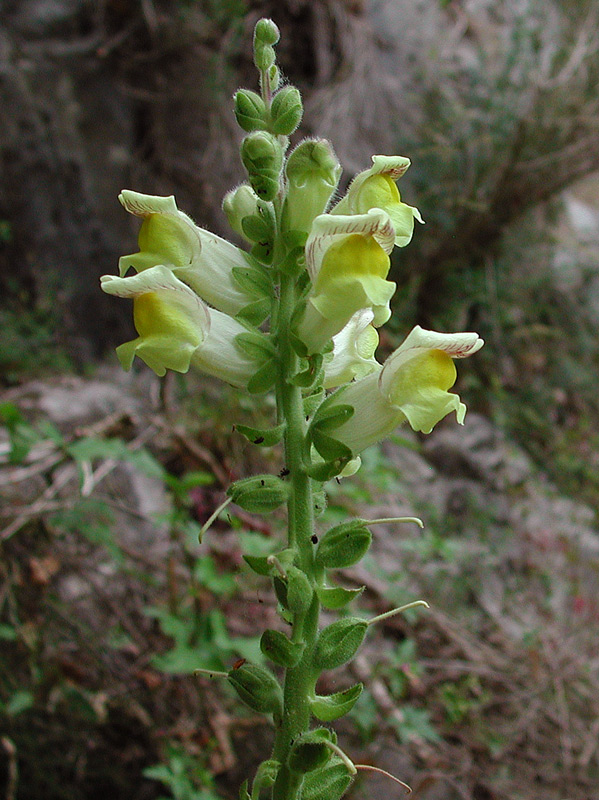 Antirrhinum-latifolium0632.jpg