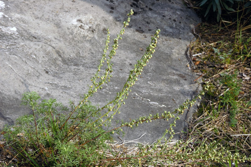 Artemisia alba_97.jpg