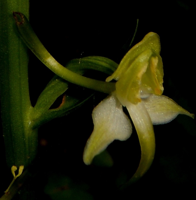 Platanthera clorantha 1 (1).jpg