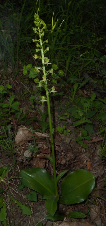 Platanthera clorantha 1 (4).jpg