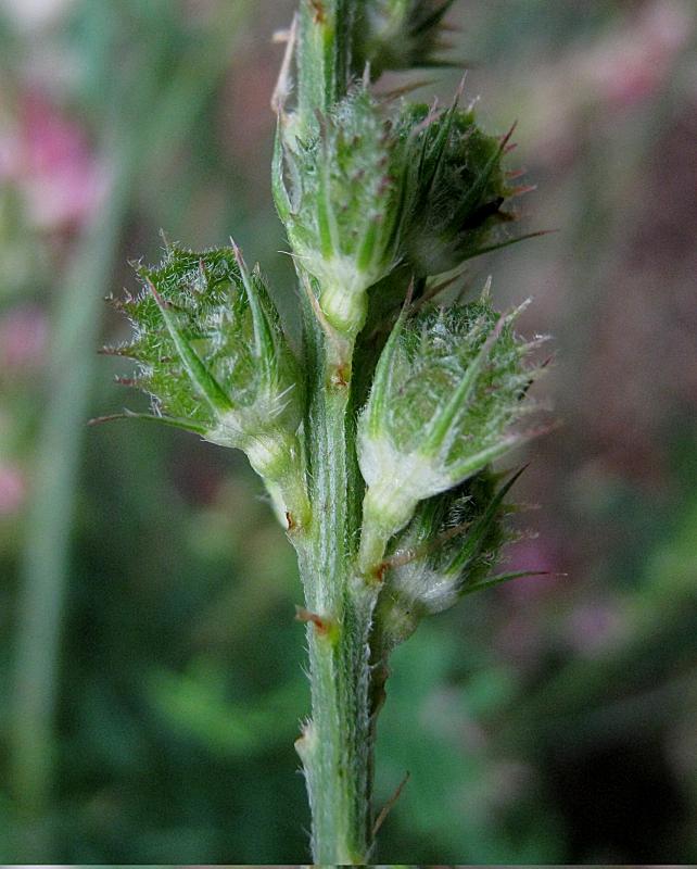 Onobrychis arenaria (Kit.) DC.