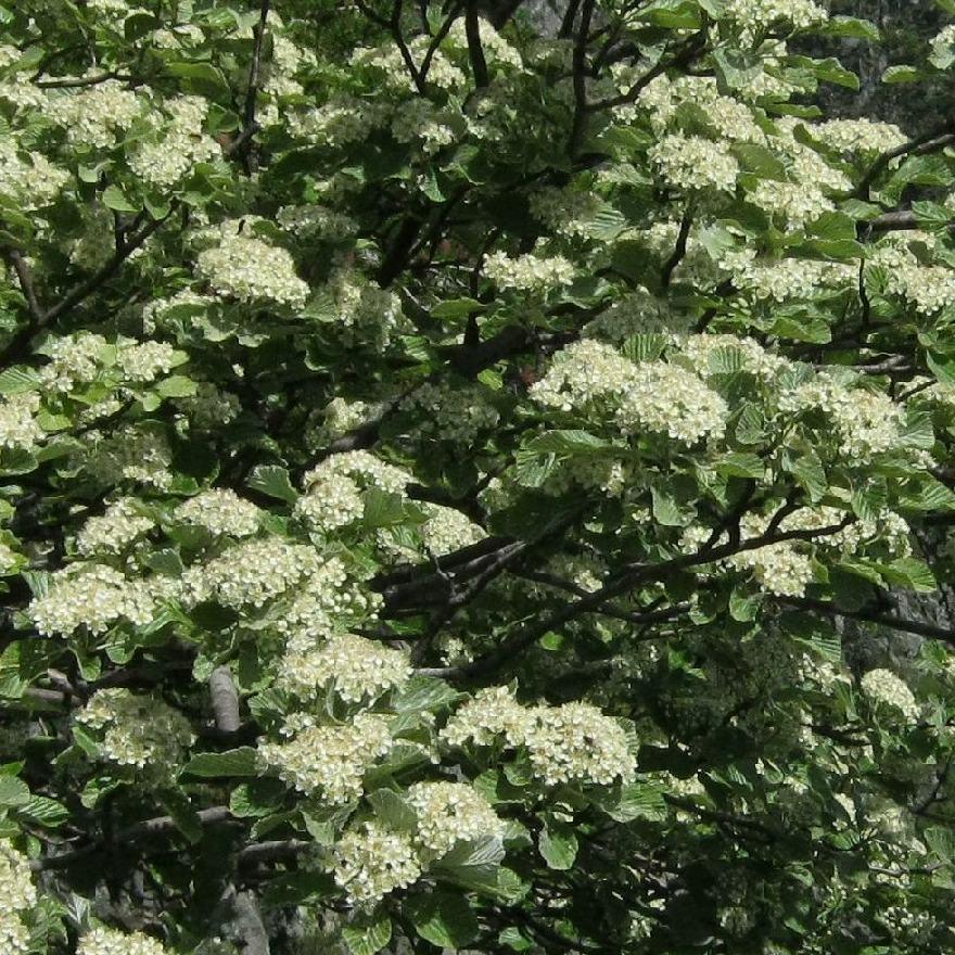 <i>Sorbus aria</i> (L.) Crantz