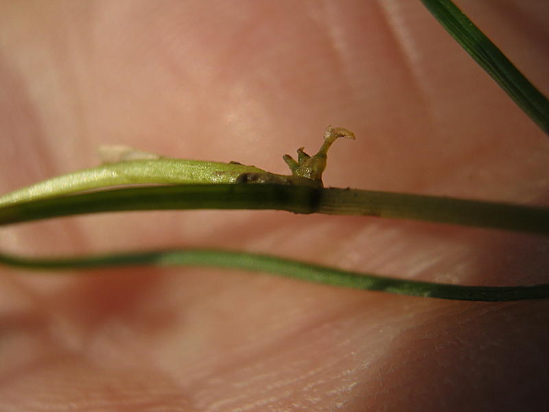 <i>Zannichellia palustris</i> L.