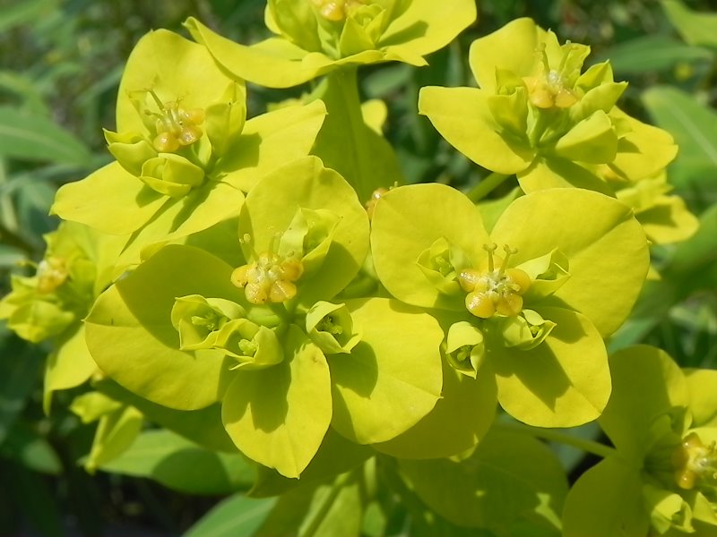 Euphorbia ceratocarpa (133684)