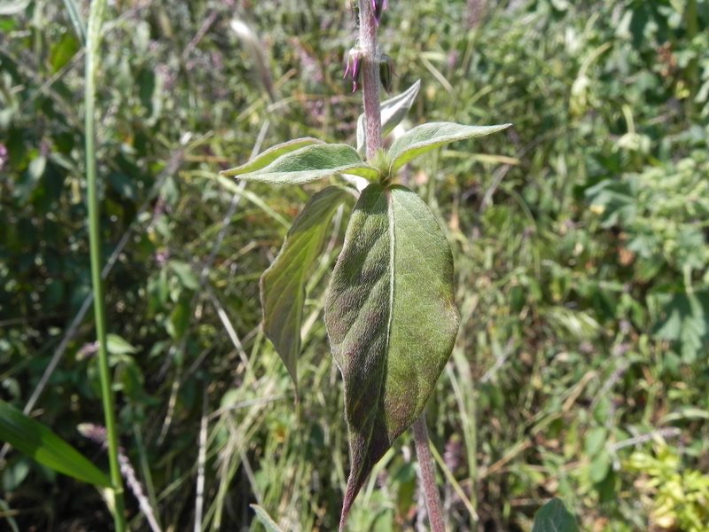 Achyranthes sicula (3).jpg