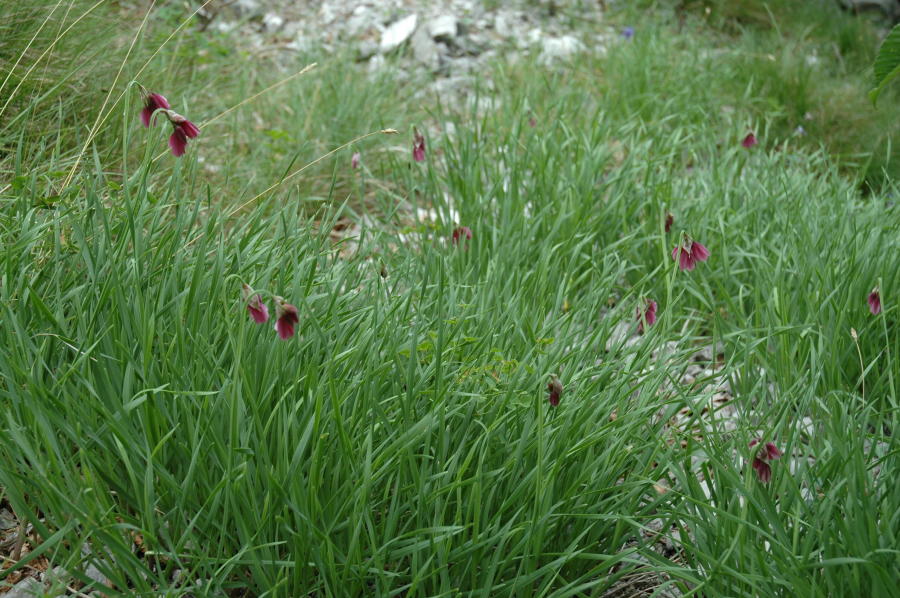 <i>Allium insubricum</i> Boiss. & Reut. ex Reut.