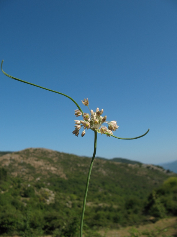 Allium fiori e spate.JPG