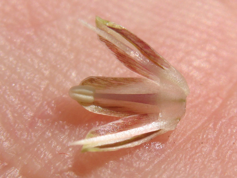 Allium no dentelli.JPG