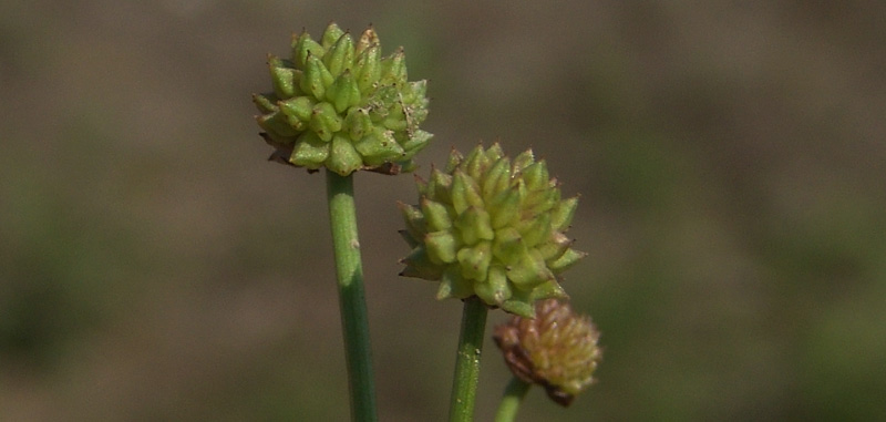 Baldellia-ranuncoloides-(.jpg