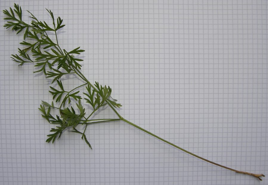 Katapsuxis-silaifolia-05.JPG