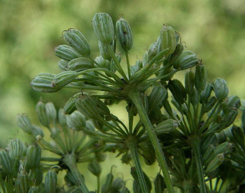 Katapsuxis-silaifolia-09.JPG