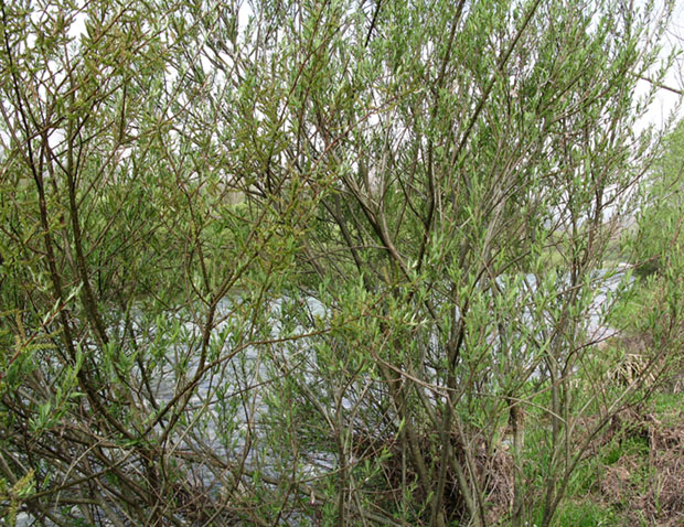 Salix purpurea L. {F 1570}