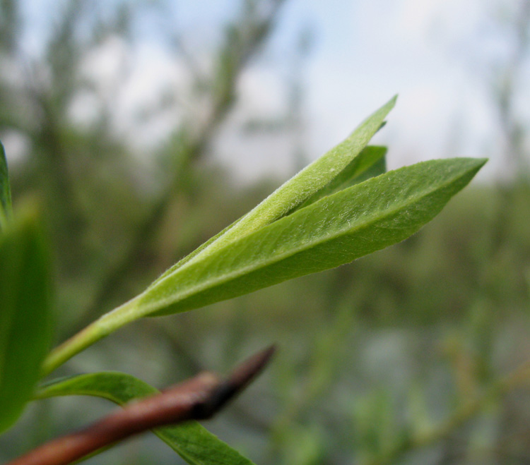 Salix purpurea L. {F 1570}