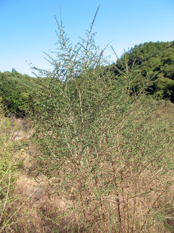 Adenocarpus samniticus 1.jpg
