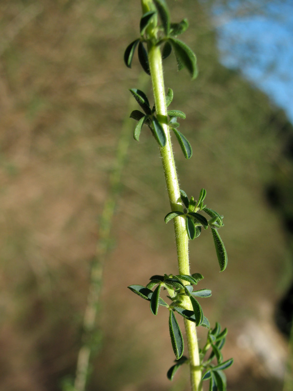 Adenocarpus samniticus 2.jpg
