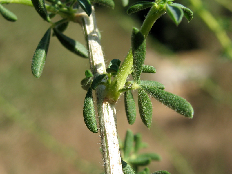 Adenocarpus samniticus 5.jpg