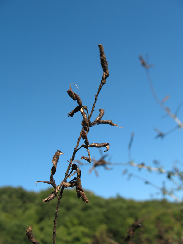 Adenocarpus samniticus 7.jpg