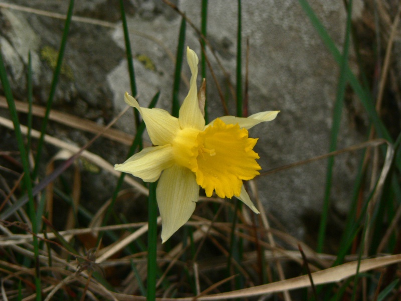 Narcissus_pseudonarcissus_782.jpg